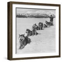 Dog Sledding Team-Nat Farbman-Framed Photographic Print