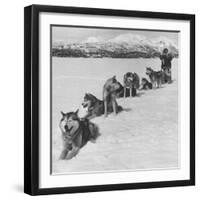 Dog Sledding Team-Nat Farbman-Framed Photographic Print