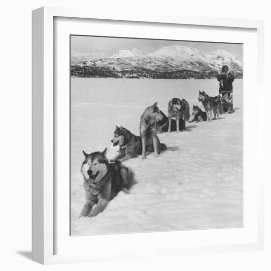 Dog Sledding Team-Nat Farbman-Framed Photographic Print