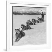 Dog Sledding Team-Nat Farbman-Framed Photographic Print