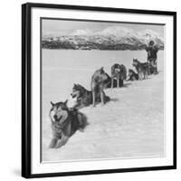 Dog Sledding Team-Nat Farbman-Framed Photographic Print