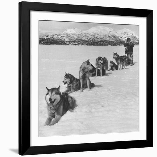 Dog Sledding Team-Nat Farbman-Framed Photographic Print