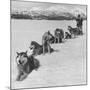 Dog Sledding Team-Nat Farbman-Mounted Photographic Print