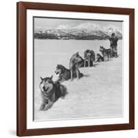 Dog Sledding Team-Nat Farbman-Framed Photographic Print