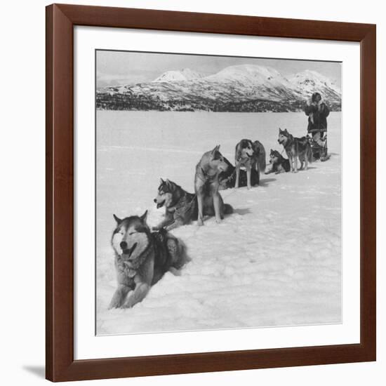 Dog Sledding Team-Nat Farbman-Framed Photographic Print