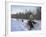 Dog Sledding with Aventure Inukshuk, Quebec, Canada-Alison Wright-Framed Photographic Print