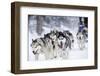 Dog-Sledding with Huskies-melis-Framed Photographic Print