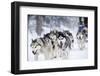 Dog-Sledding with Huskies-melis-Framed Photographic Print