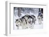 Dog-Sledding with Huskies-melis-Framed Photographic Print