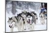 Dog-Sledding with Huskies-melis-Mounted Photographic Print