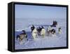 Dog Sledding-null-Framed Stretched Canvas