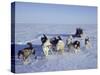 Dog Sledding-null-Stretched Canvas