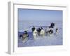 Dog Sledding-null-Framed Photographic Print