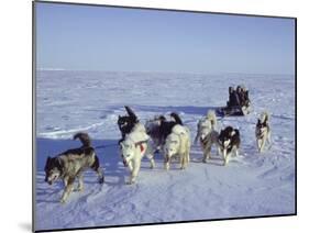 Dog Sledding-null-Mounted Photographic Print