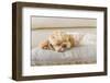 Dog Sleeping Comfortably on Big Soft Pillow in the Living Room at the Hotel-3P-Framed Photographic Print