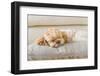 Dog Sleeping Comfortably on Big Soft Pillow in the Living Room at the Hotel-3P-Framed Photographic Print