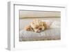 Dog Sleeping Comfortably on Big Soft Pillow in the Living Room at the Hotel-3P-Framed Photographic Print