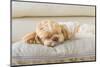 Dog Sleeping Comfortably on Big Soft Pillow in the Living Room at the Hotel-3P-Mounted Photographic Print