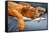 Dog Sleeping In Her Notebook After Studying-vitalytitov-Framed Stretched Canvas