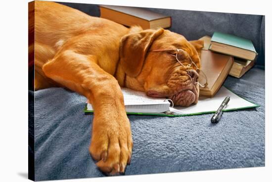 Dog Sleeping In Her Notebook After Studying-vitalytitov-Stretched Canvas