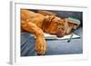 Dog Sleeping In Her Notebook After Studying-vitalytitov-Framed Photographic Print