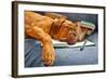 Dog Sleeping In Her Notebook After Studying-vitalytitov-Framed Photographic Print