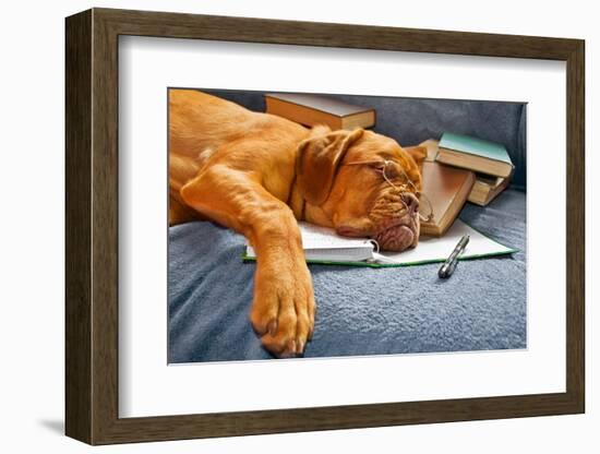 Dog Sleeping In Her Notebook After Studying-vitalytitov-Framed Photographic Print