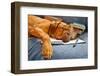 Dog Sleeping In Her Notebook After Studying-vitalytitov-Framed Photographic Print