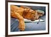 Dog Sleeping In Her Notebook After Studying-vitalytitov-Framed Photographic Print