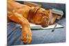 Dog Sleeping In Her Notebook After Studying-vitalytitov-Mounted Photographic Print