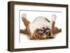 Dog Sleeping Upside Down Isolated On White Background - English Bulldog-Willee Cole-Framed Photographic Print