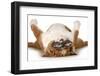 Dog Sleeping Upside Down Isolated On White Background - English Bulldog-Willee Cole-Framed Photographic Print