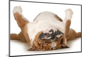 Dog Sleeping Upside Down Isolated On White Background - English Bulldog-Willee Cole-Mounted Photographic Print