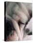 Dog Sleeping-Mitch Diamond-Stretched Canvas
