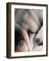 Dog Sleeping-Mitch Diamond-Framed Photographic Print