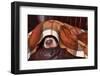 Dog Sleeps under the Blanket-Adya-Framed Photographic Print