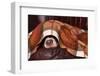Dog Sleeps under the Blanket-Adya-Framed Photographic Print