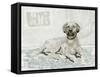 Dog Study I-Stellar Design Studio-Framed Stretched Canvas