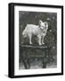 Dog Study III-Stellar Design Studio-Framed Art Print