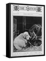Dog Study-null-Framed Stretched Canvas