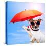 Dog Sunbathing On A Deck Chair-Javier Brosch-Stretched Canvas