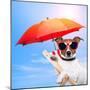 Dog Sunbathing On A Deck Chair-Javier Brosch-Mounted Photographic Print