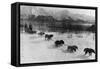 Dog Team Photograph - Alaska-Lantern Press-Framed Stretched Canvas