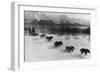 Dog Team Photograph - Alaska-Lantern Press-Framed Art Print