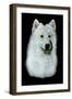 Dog Thirteen-Rusty Frentner-Framed Giclee Print