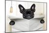 Dog Toilet-Javier Brosch-Mounted Poster