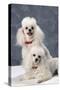 Dog: Toy Poodle-null-Stretched Canvas