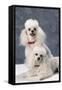 Dog: Toy Poodle-null-Framed Stretched Canvas