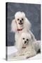 Dog: Toy Poodle-null-Stretched Canvas