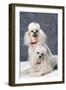 Dog: Toy Poodle-null-Framed Photographic Print